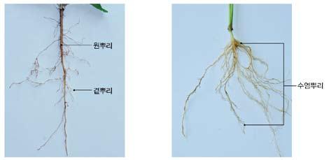 뿌리털이하는일에대해서생각해보도록지도한다. 곁뿌리와수염뿌리의끝에는모두뿌리털이있어서물의흡수를도와준다. 그러나맨눈으로는뿌리털을관찰하기어렵다.