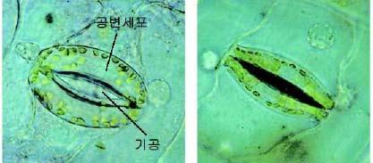 - 잎의뒷면에기공이많은이유는앞면에는엽록체가집중적으로분포해광합성을하기때문이며, 더불어잎뒷면에기공이있어야빛에의한수분손실을줄일수있기때문입니다.