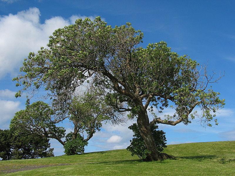 나무의복사적외선사짂 (Tree on Mt Victoria