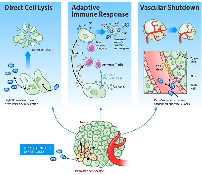 신라젠의항암바이러스치료제 JX-594 의치료모식도 자료 : Cancer Research2013, Nature Review2009, 신라젠, 주 : JX-594