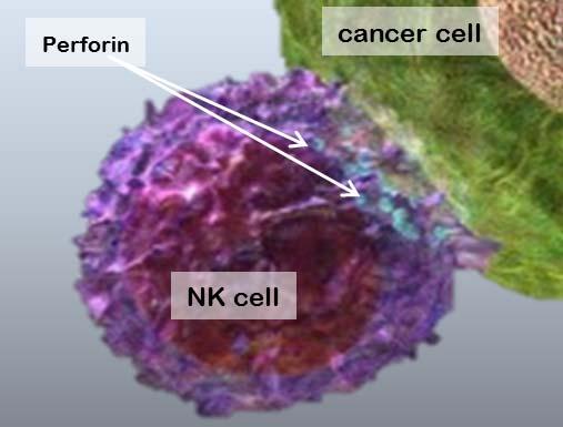 림프구의 약 를 차지 종양 세포 또는 바이러스 감염세포를 직접 죽이는 세포독성이 있음