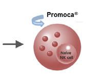 Promoca 에의해전혈에존재하는 NK