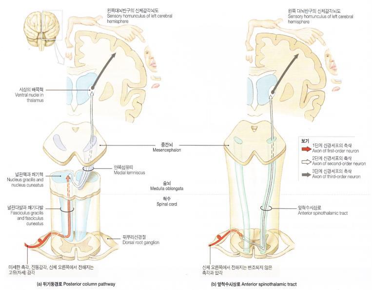 lemniscal pathway( 뒤섬유단 - 안쪽섬유띠신경로 ) : 분별촉각, 압각, 진동감각및위치감각 (