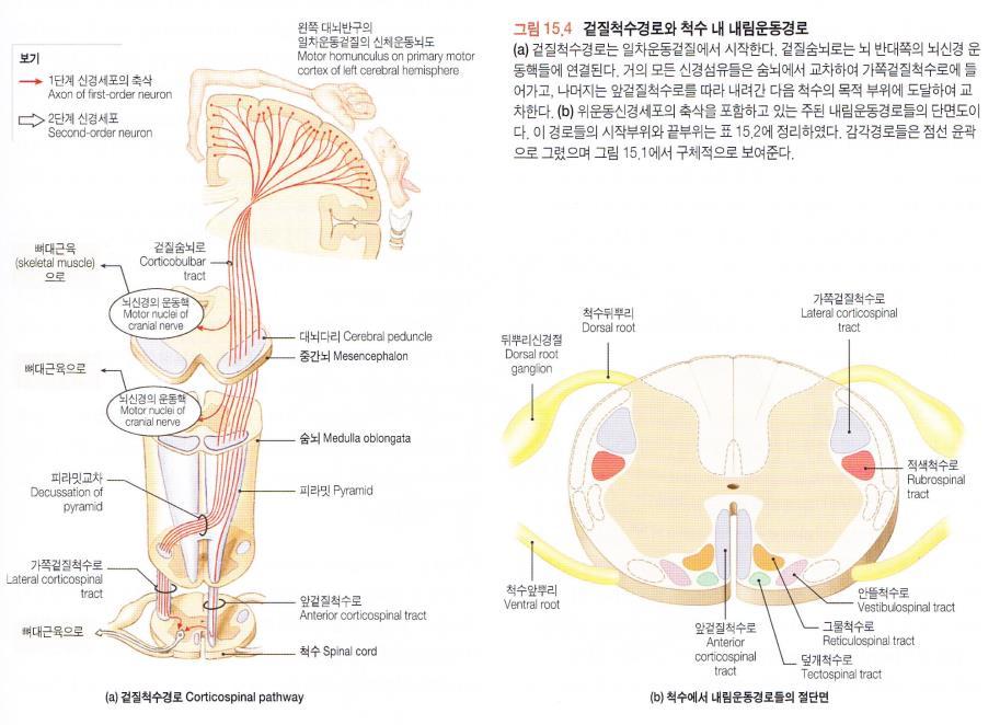anterior spinothalamic tract : 비분별감각과압각.