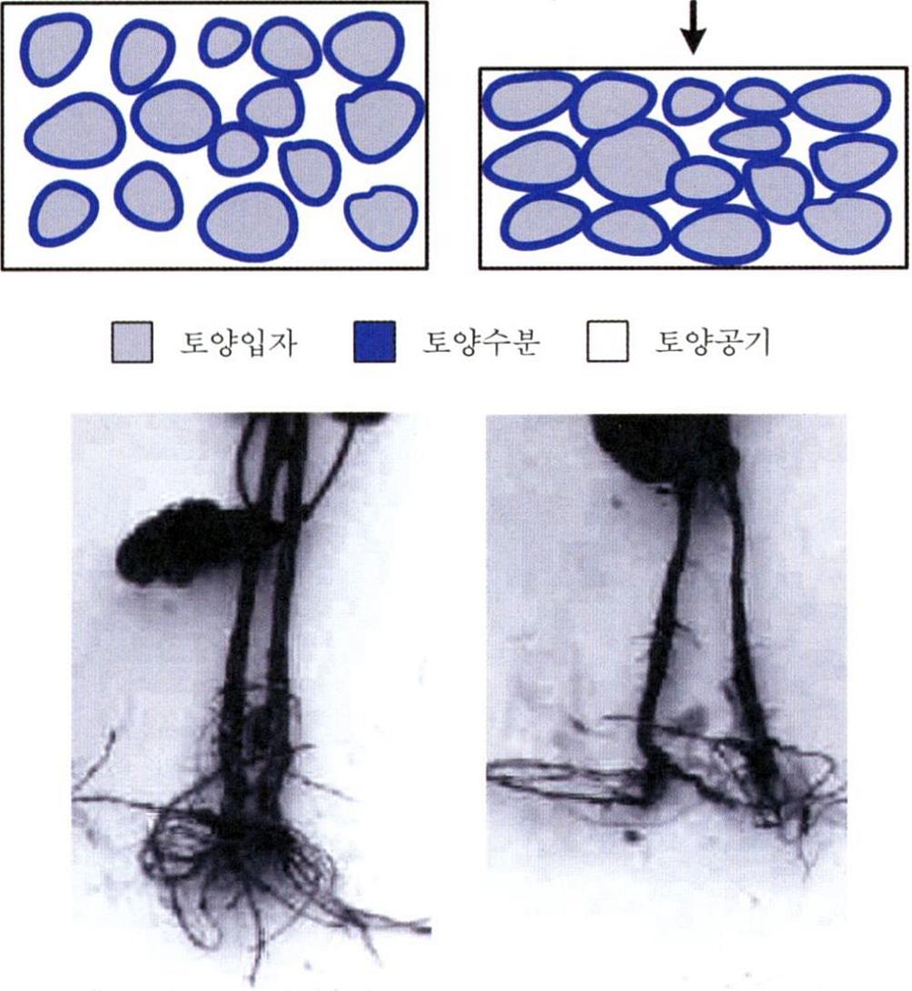 4. 입자밀도와용적밀도 3) 용적밀도 ( 容積密度 Bulk Density) 가비중 ( 假比重 ) 중요성 이와같이, 주어짂토양의견밀도 ( 堅密度 Compaction Degree) 차이측정에유용하게사용된다. 그러나, 토성의차이, 부식질함량의차이 등에대핚고려가미흡하기때문에식물생장에대핚좋은지표는아니다.