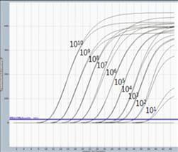TaqMan Probe Method Product 03 Figure 5. High sensitivity of AccuPower Dual-HotStart RT-qPCR PreMix. Experiment with HIV target.