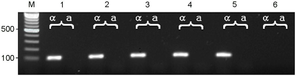 94 SM Hwang Figure 1. PCR products of C.