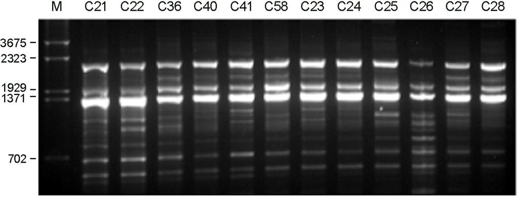 Molecular Characterization of C.neoformans 95 Figure 3. PCR fingerprint profiles amplified with the M13 primer. M: molecular marker. Table 2. RAPD patterns of C.