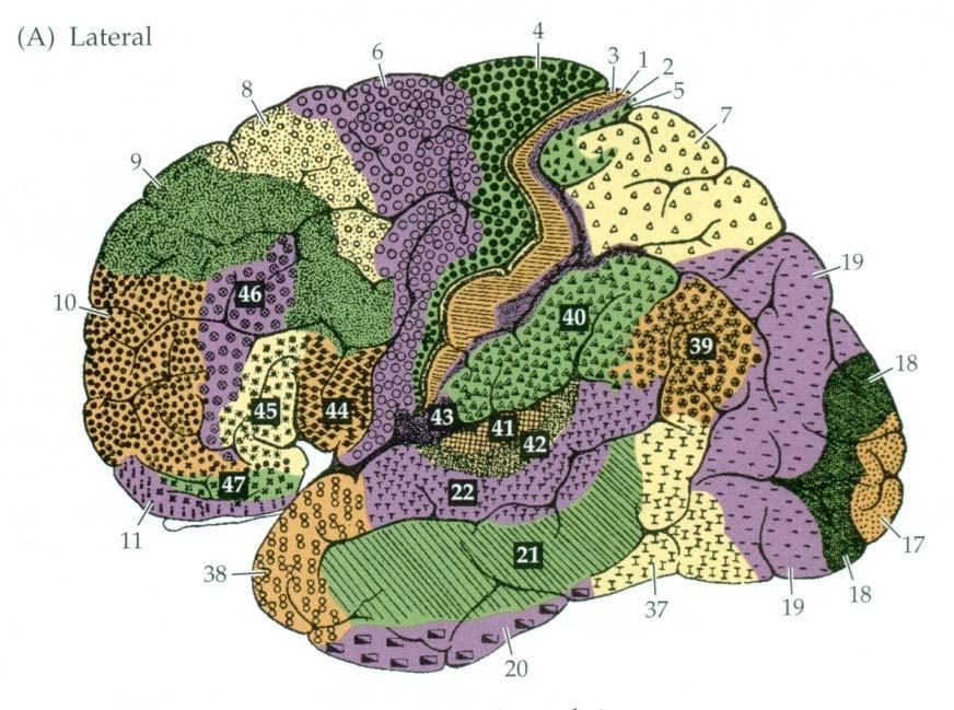 Cerebral cortex( 대뇌피질, 대뇌겉질 ) Brodmann s area( 브로드만구역 ) 대뇌부위별로신경세포구성차이 번호로구분 기능차이반영 대뇌피질과진화 neocortex( 신피질 ) 대개 6