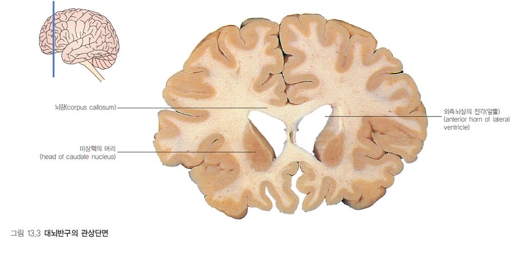 Cerebral cortex( 대뇌피질, 대뇌겉질 ) cerebral hemisphere 의바깥 gray matter( 회색질 ) 층주름이많이접힘 복잡한 gyrus( 이랑 ; 복수 gyri) &