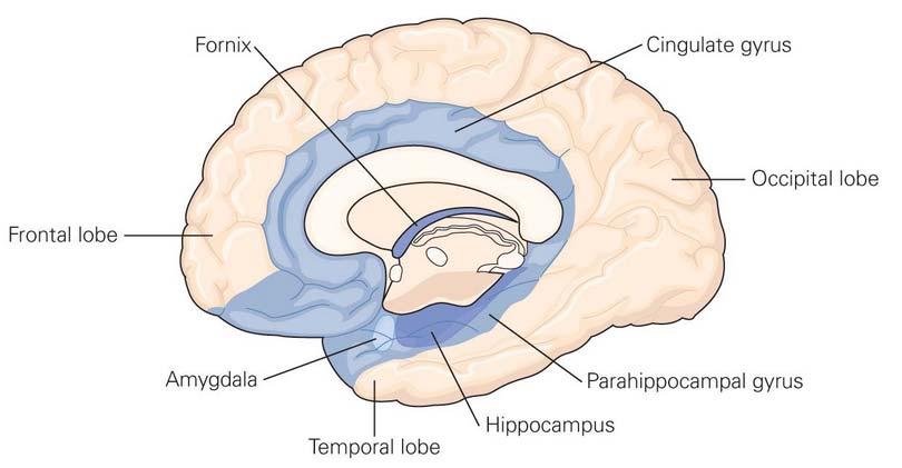 Hippocampus( 해마 ) temporal lobe 의 inferomedial part( 하내측부 )