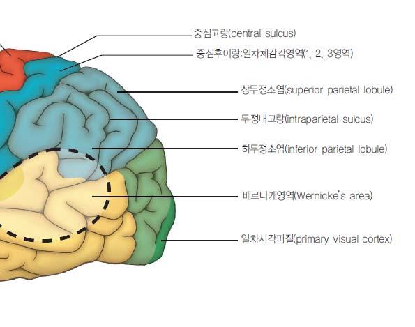 Primary visual cortex( 일차시각피질 ) calcarine sulcus 위아래에위치시각자극인식