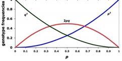 Hardy-Weinburg Equilibrium 검증방법 기대값과실제로관측한값의차이를 X2 (chi-square test 로검증 ) P-value <0.