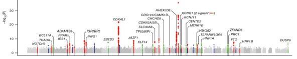 SLC30A8 Meta-analysis analysis DIAGRAM Plus DIAGRAM + (combined with diagram cohort) 2,426,886 SNPs 2,000 subjects of European origin 34,412 cases and 59,925 controls 12 new T2D association signals