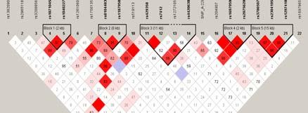 Haplotyping Haplotyping 방법 Haplotype-Tagging SNP (htsnp htsnp) And HapMap (Haplotype Map) Molecular Haplotyping ( 분자생물학적방법 ) 가계도분석, 정확, 비용, 많은시간소요 In