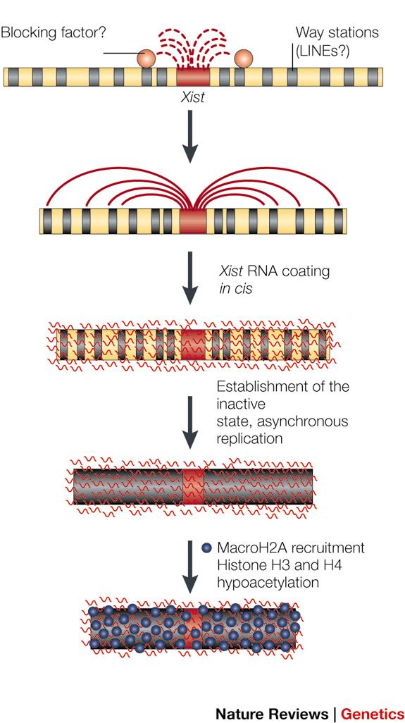 phenotypes: X-chromosome inactivation