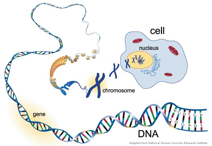Genome( 지놈, 유전체 ) 은한개체가가진 유전정보의총합이다