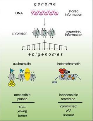 Genome (