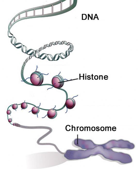 packed nucleosome Chromosome in