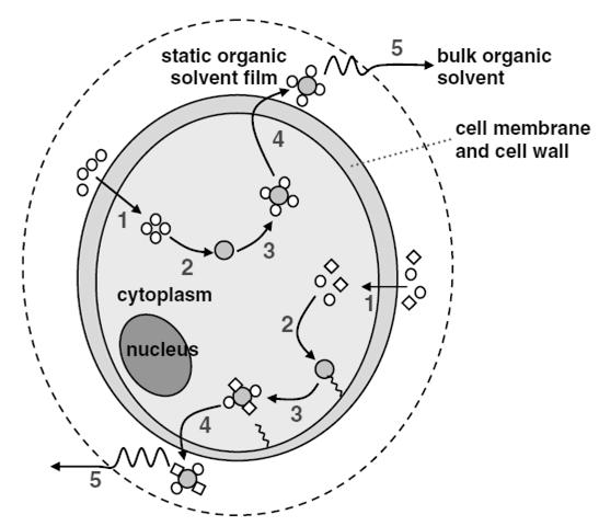 390 박조용ㆍ김재곤ㆍ박천규 Fig. 3 Schematic diagram of the proposed organic solvent extraction mechanisms( : non-polar organic solvent, : polar organic solvent) 12) 나타내었다. 유기용매를이용하여지질을추출하는방법에대해 Fig.