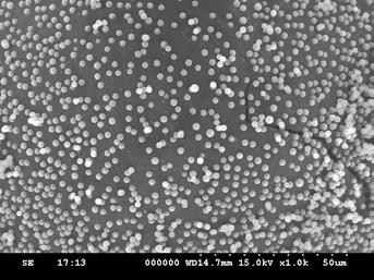 382 박승욱 ᆞ 김정주 ᆞ 황의환 ᆞ 황택성 1 9 Mean particle size(μm) 8 7 5 4 3 2 1 2 3 4 5 Temperature( ) Figure 8. Effects of MTMS concentration on the mean particles size for microspheric silicone polymer beads.