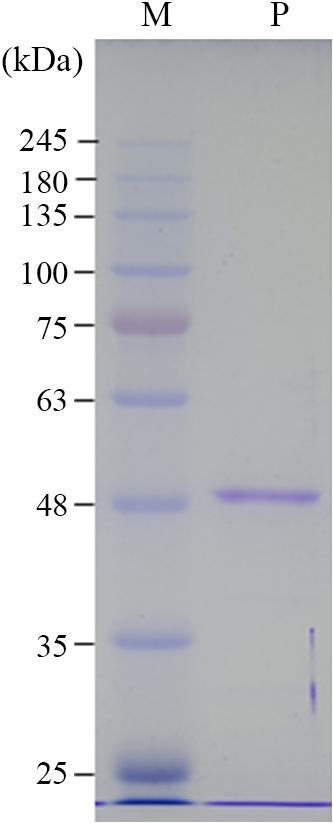 Cellulosimicrobium sp. 의 mannanase C 특성 131 (Fig. 3). manc 유전자의염기서열로부터예상되는 HtManC 의분자량은융합된 6개의 His을합쳐서 45.2 kda로추정되었으나정제된 HtManC는 SDS-PAGE에서는이보다큰분자량을보였다. 재조합대장균균체에서정제된 ManB도예상되는분자량은 41.