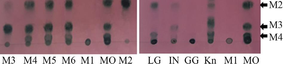 The reaction mixtures containing the purified HtManC and MOSs or mannanas, in 20 mm sodium phosphate buffer (ph 7.5) were incubated for 5 h at 40 C, respectively.