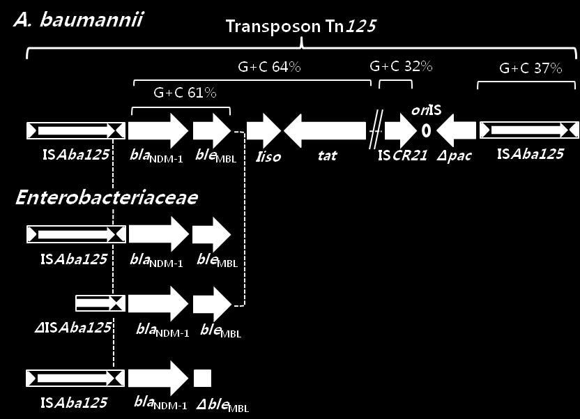 OXA-181 생성 Enterobacteriaceae 는인도나 그인접지역환자에서분리되었다. bla OXA-181 유전자는 bla OXA-48 와전혀달리, 스스로접합못하는 (non-selfconjugative) ColE2 형인약 7 kb 의 plasmid 에위치하 였으며, 그옆에삽입서열 ISEcp1 이있었다.