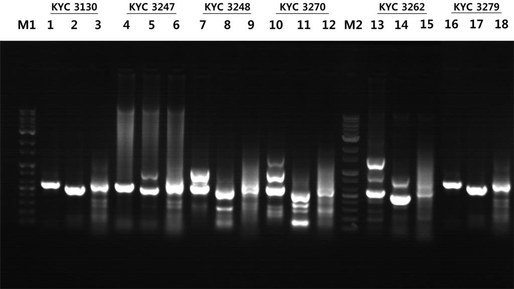 Research in Plant Disease Vol. 24 No. 3 215 S. cellulusom PCR. 6 DNA, PCR Lee (2013). Macrogen. A KYC 3064, B KYC 3234, C KYC 3013, D KYC 3156, E KYC 3076.