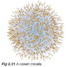 Casein micelles 케이신 (casein)