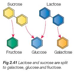 Milk Sugar, Lactose 젖에만들어있는특유한당, 우유의감미 정상함량 : 4.4-5.2% 유방염젖 현저히낮다. 설탕과포도당보다난용성 : 10 에서 10%, 100 에서약 40% 170 갈색락토캐라멜을형성.