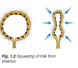 alveolus