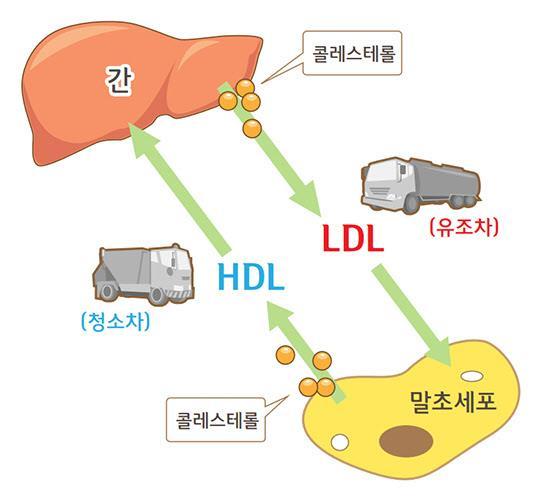 LDL vs