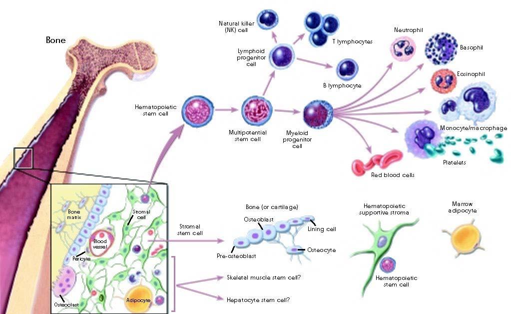 성체줄기세포 신체의거의모든부위에서발견 골수, 제대혈, 뇌, 간, 지방, 장,