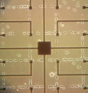Cell density 100 cells/ mm2, 200 cells/ mm2, 400 cells/