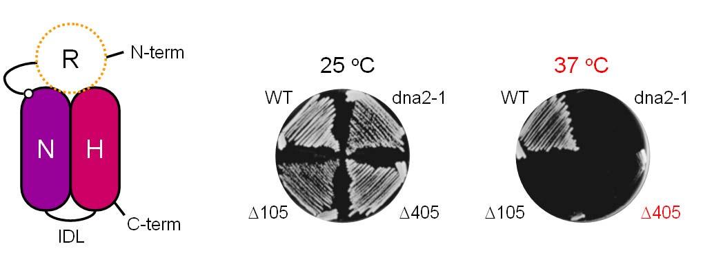 A. B. C. Figure 1. Temperature-sensitive growth defect of N-terminal deleted Dna2 mutant.a. Schematic diagram that Dna2 protein N-terminal is deleted.
