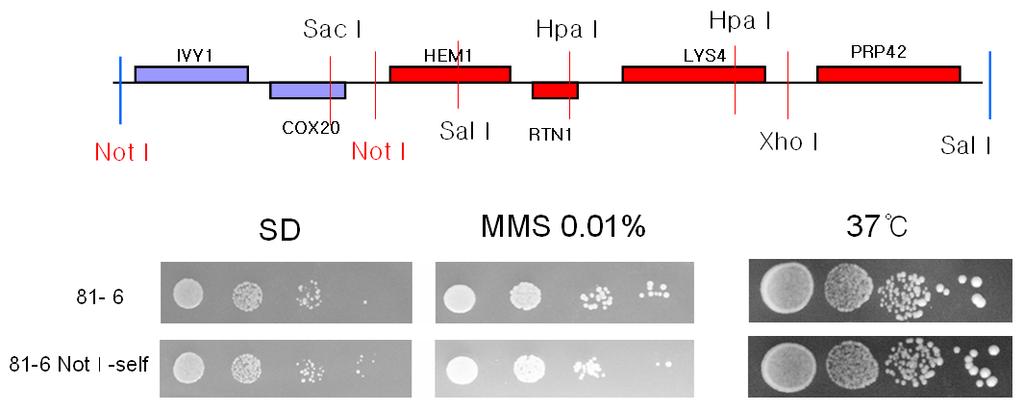 A. B. Figure 4. Sequence data of YMSHK81-6 and MMS sensitive growth phenotype. A. The restriction of the clone 81-6. B. YMSHK81 was transformed with clone 81-6 or 81-6 NotΙ-self.