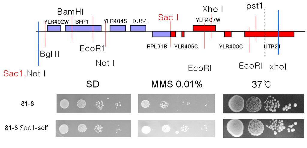 A. B Figure 5. Sequence data of YMSHK81-8 and MMS sensitive growth phenotype. A. The restriction of the clone 81-8. B. YMSHK81 was transformed with clone 81-8 or 81-8 SacΙ -self.