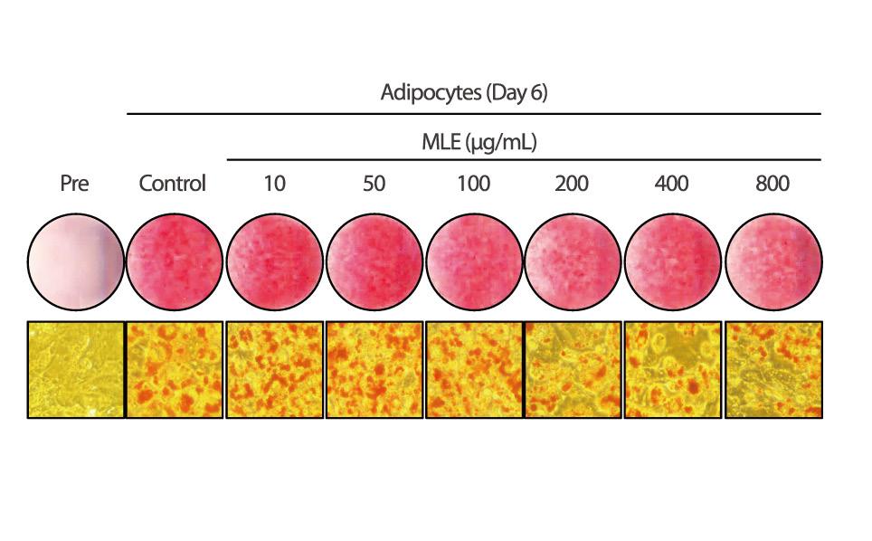 Figure 5. Observation of size and a number of lipid droplets in 3T3-L1 adipocytes treated with MLE. The 3T3-L1 cells were stained with ORO and microscopy analysis was performed at Day 6.