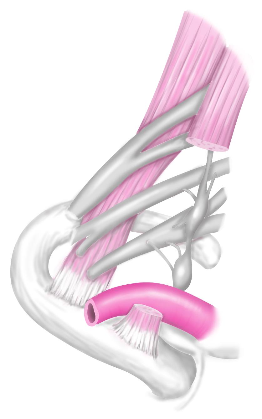 제 01 장 흉곽출구증후군 중사각근 scalenus medius brachial plexus anterior scalene 중경신경절 ganglion cervicale medium 하경신경절 ganglion cervicale caudale 쇄골하동맥 subclavian artery anterior scalene 그림 1-7 과교감신경절 의근복