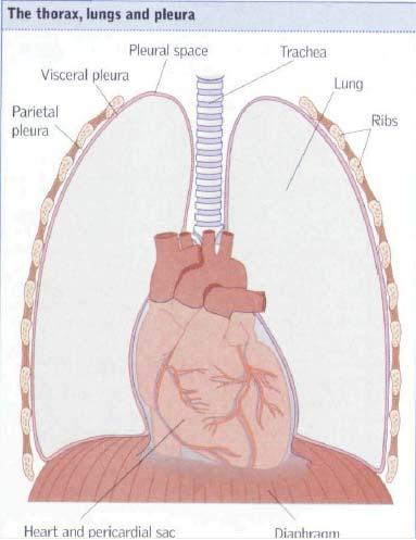 - 벽측흉막 (parietal pleura) 흉막강 (Pleural cavity):