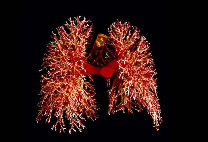 system( 호흡기계 ): 혈액에산소를공급하고이산화탄소를제거함