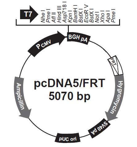 3.3. PCR purification PCR 반응후젤전기영동을통해서 DNA 크기를확인하였다. 약 40