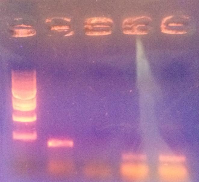 2850 이렇게완성된 rat mdr1a를 MDCKII/FRT cell에 transient 하게 transfection을하고 monolayer하게배양하였다. Transfection한 cell 의추출한 RNA로부터 RT-PCR을진행한결과는아래 [ 그림 7] 과같다.