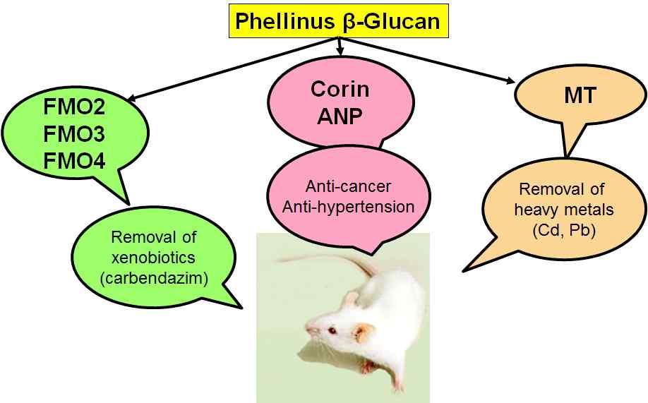 항목내용비고게재연도 2016 논문명 저자명 Induction of Flavin-containing Monooxygenase in Mice by Oral Administration of Phellinus baumii (Agaricomycetes) Extract Batbayar