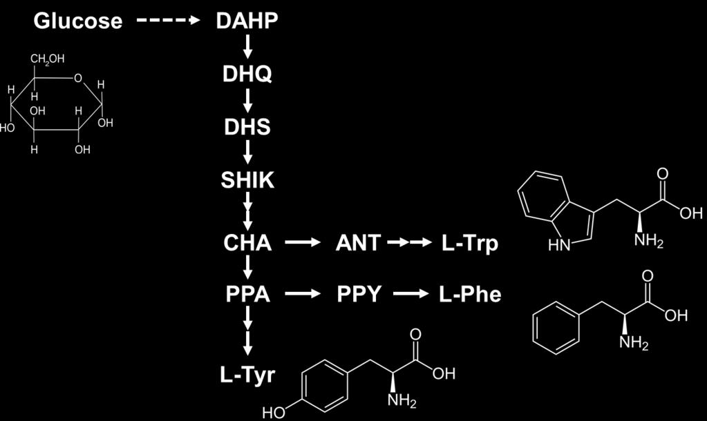이후 chorismate에서나눠지며트립토판은 anthranilate를거쳐합성되고, 페닐알라닌및티로신은 prephenate를거침으로써최종적으로합성된다 [ 그림 1].