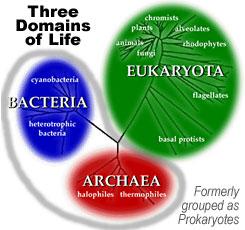 Domains of Life For many years, living organisms were divided into two kingdoms: Animalia (animal) and Plantae (vegetable).