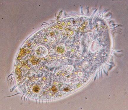 1) Protozoa (phyla: protozoa) Protozoa are simple, single-celled animals. They are the smallest of all animals. Most protozoa are microscopic in size, and can only be seen under a microscope.
