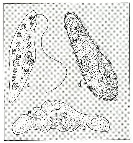 단일세포로구성 - 편모충강 (flagella),