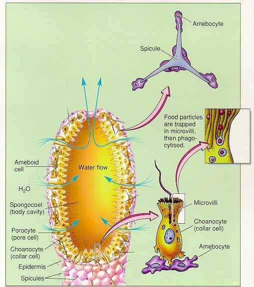 1) 해면동물문 (Phylum Porifera) - 해면 ( 여과섭식자, 암수한몸, 운동성없음 ) 몸은원통형이고, 위강 (spongocoel) : 중심강 (central cavity) 이있으며, 끝에대공 (osculum) 이있다.